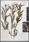 Foto von Salix purpurea L.